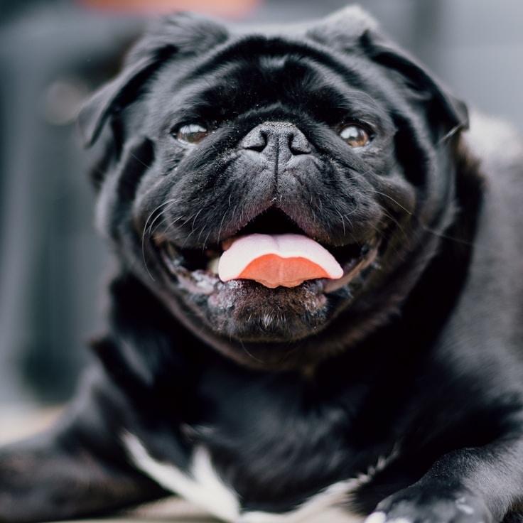 Corporate client testimonial